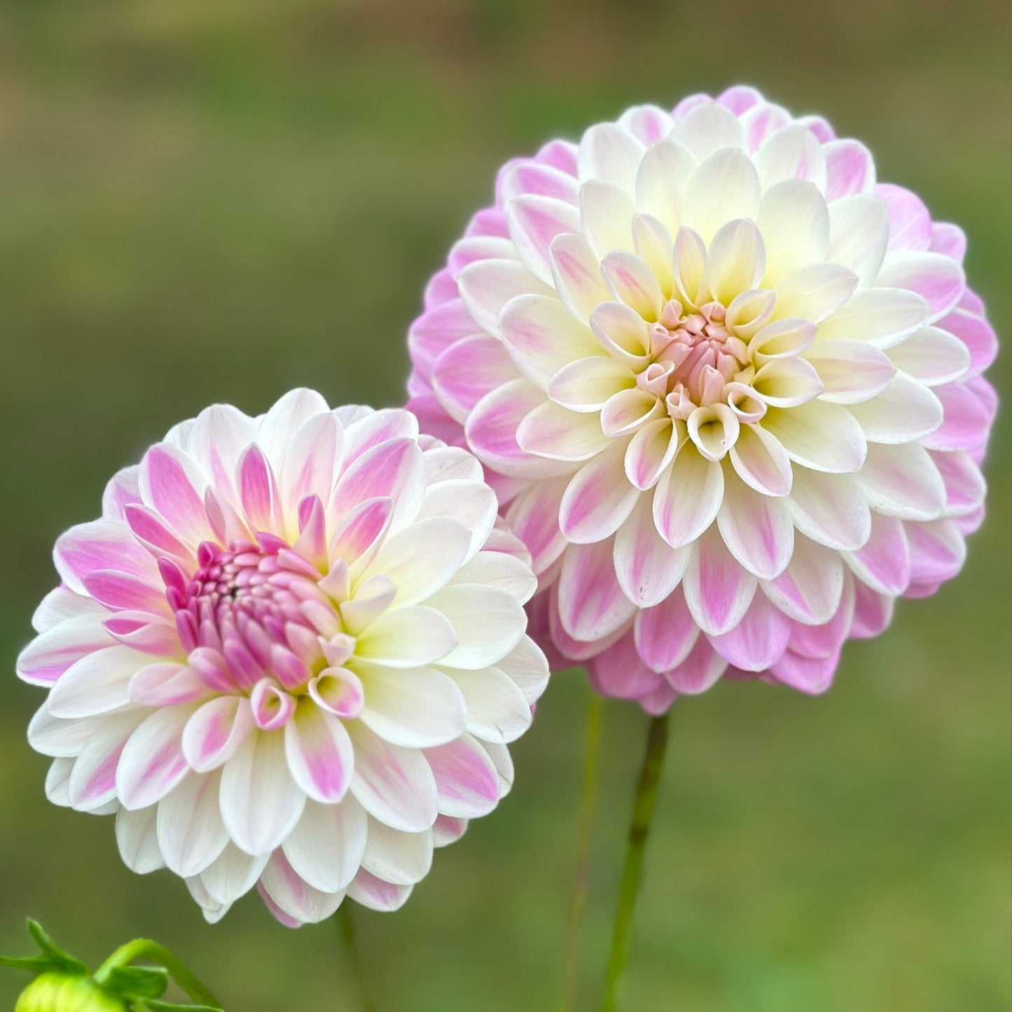 two dahlia blooms up close that are light pink and white