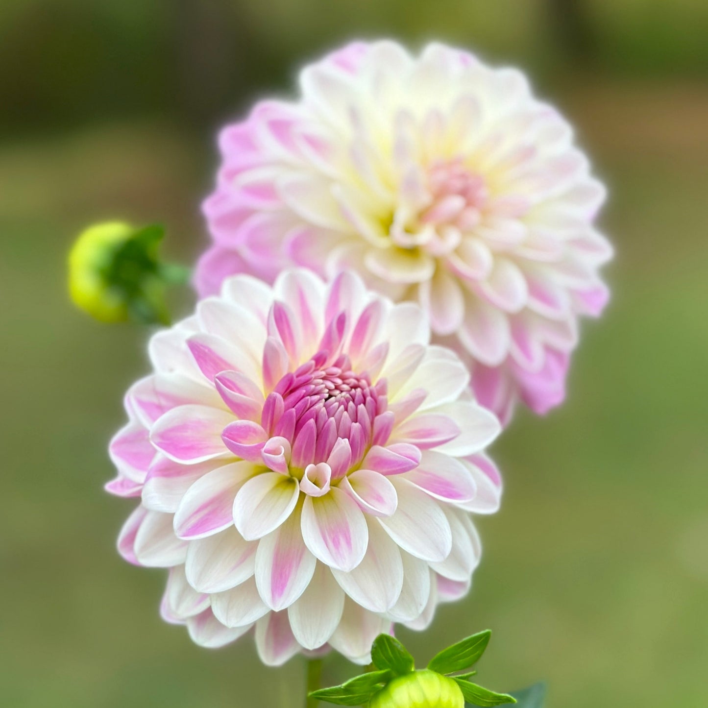 Two Tahoma Little One dahlias that are pink and white 