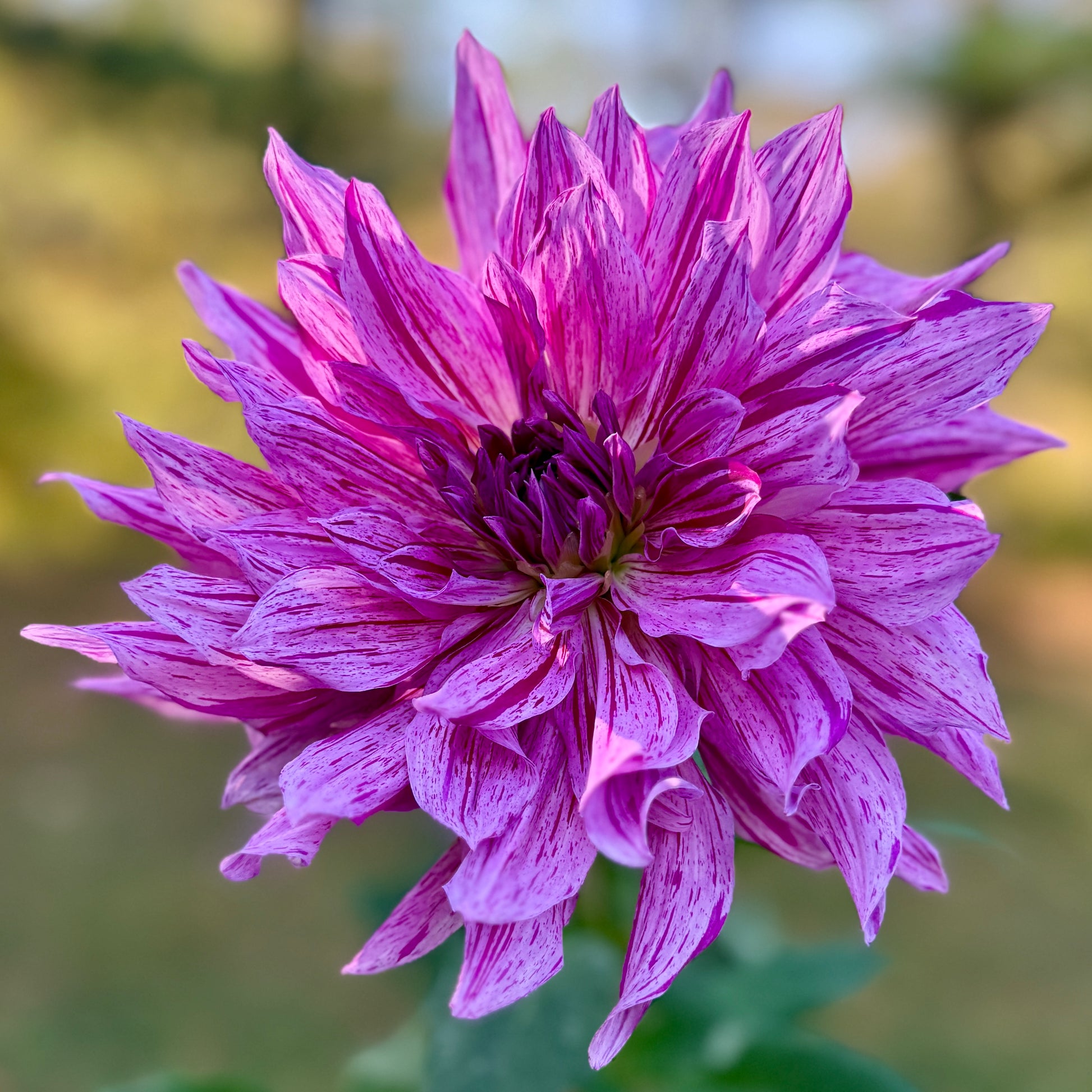 Close-up of a vibrant purple flower with a blurred green background