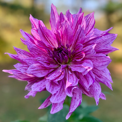Close-up of a vibrant purple flower with a blurred green background