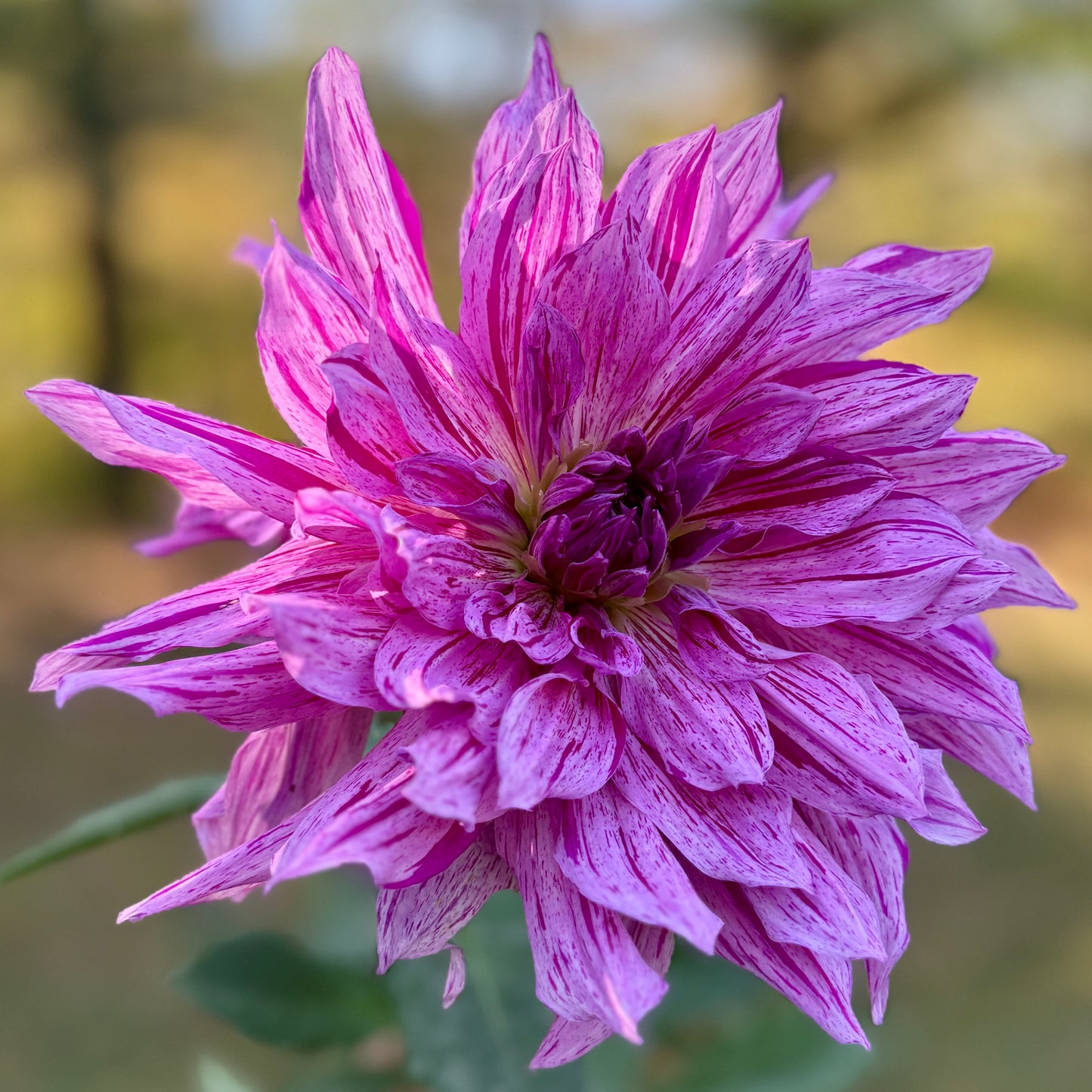 Close-up of a vibrant purple flower with a blurred natural background