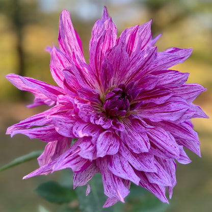 Close-up of a vibrant purple flower with a blurred natural background