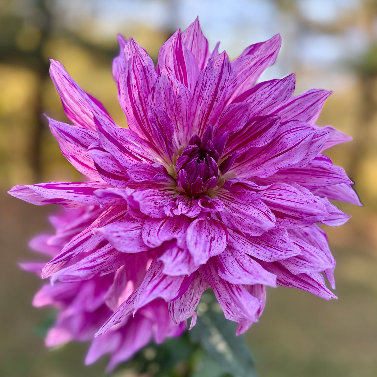 Close-up of a vibrant purple flower with a blurred natural background