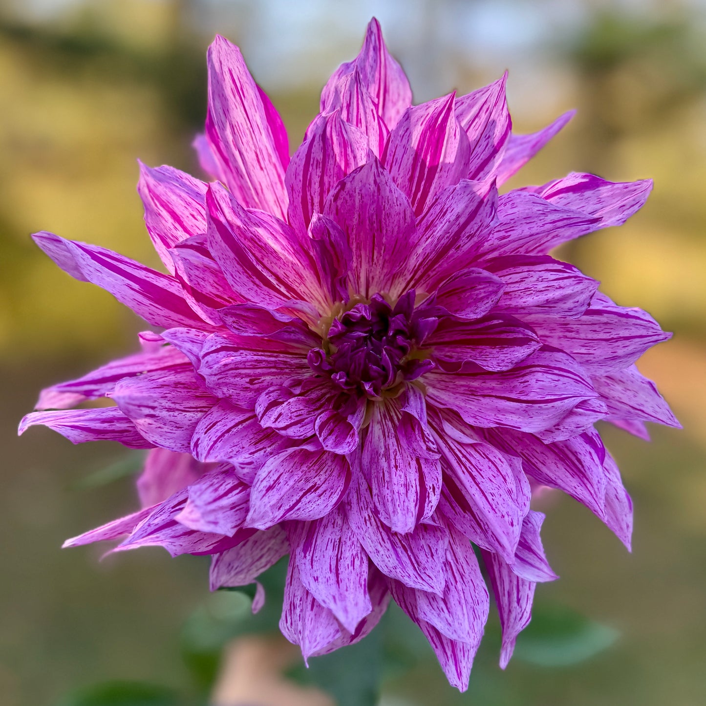 Close-up of a purple flower with a blurred natural background