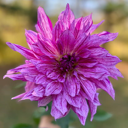Close-up of a purple flower with a blurred natural background