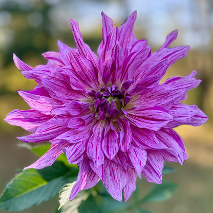 Close-up of a purple flower with a blurred green background