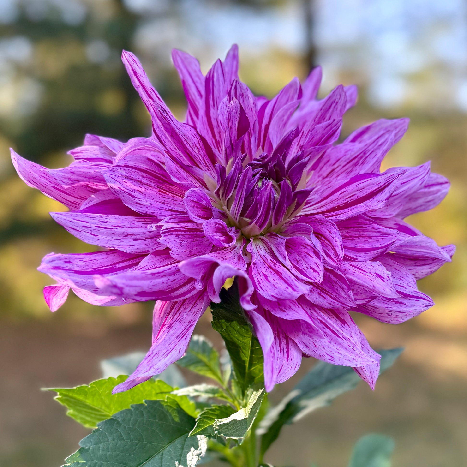 Close-up of a vibrant purple flower with green leaves against a blurred natural background
