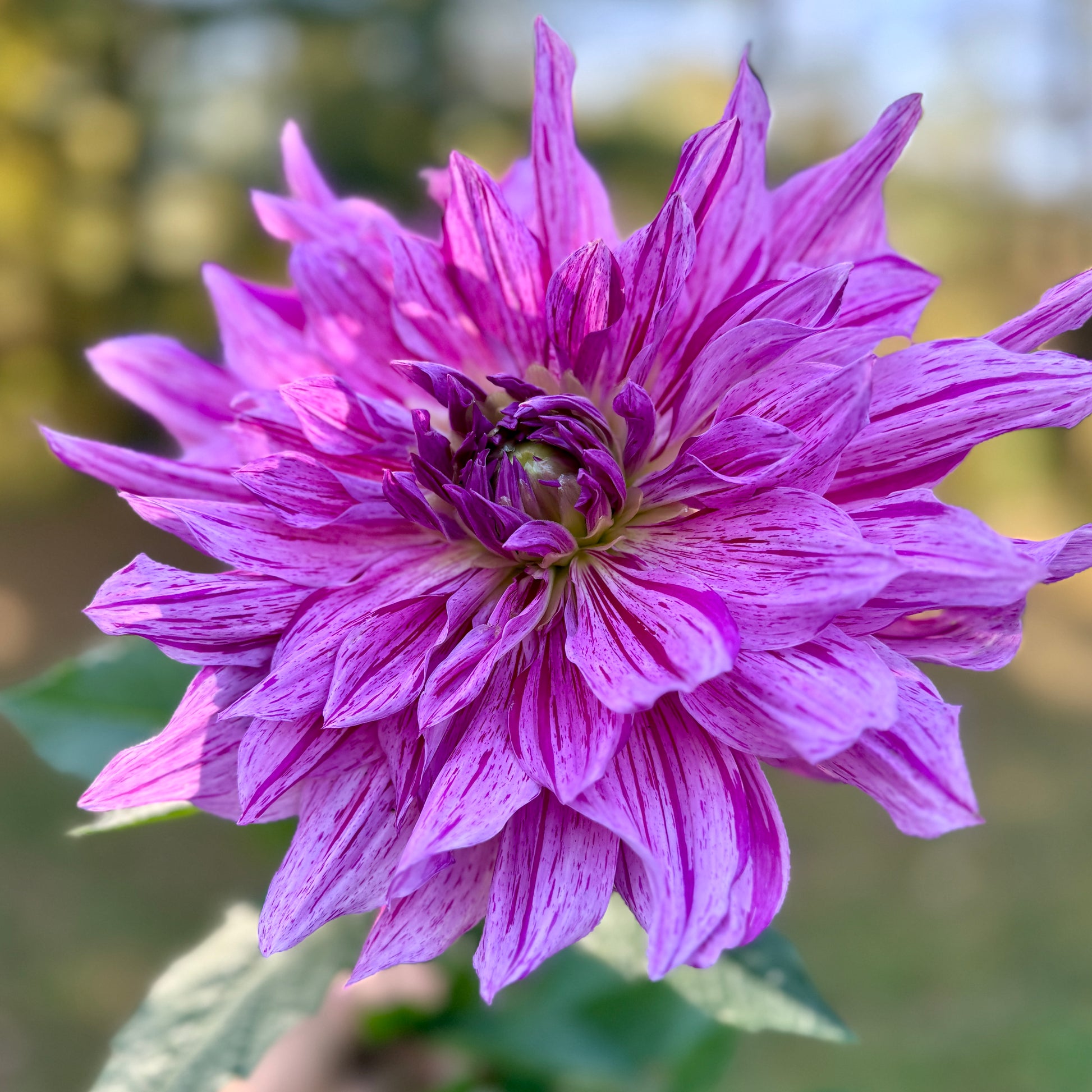 Close-up of a purple flower with a blurred green background