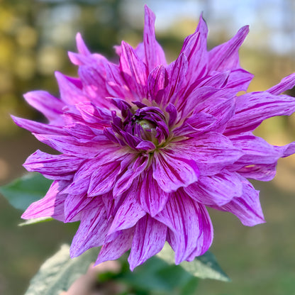 Close-up of a purple flower with a blurred green background