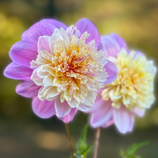 Two flowers with pink and yellow petals held against a blurred natural background