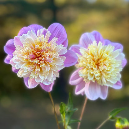 Two pink and yellow flowers held against a blurred natural background