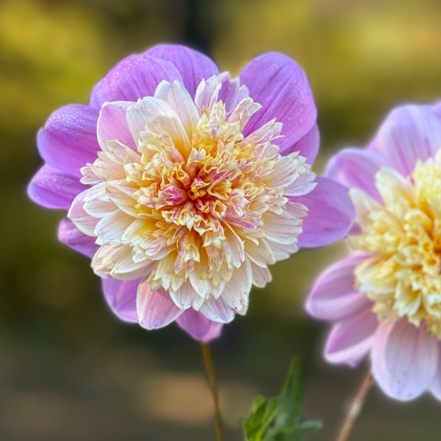 Close-up of a pink and yellow flower with a blurred green background