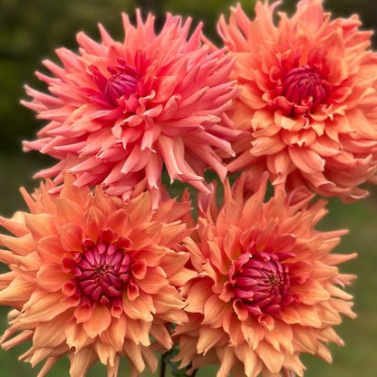 A group of orange and pink flowers