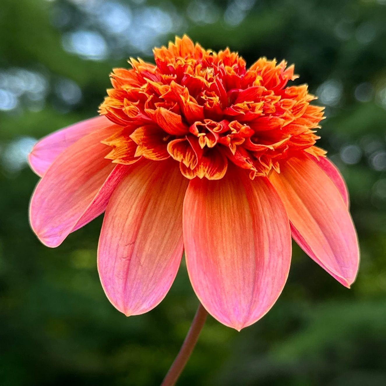 A close-up image of an orange Dahlia flower with a blurred green background.