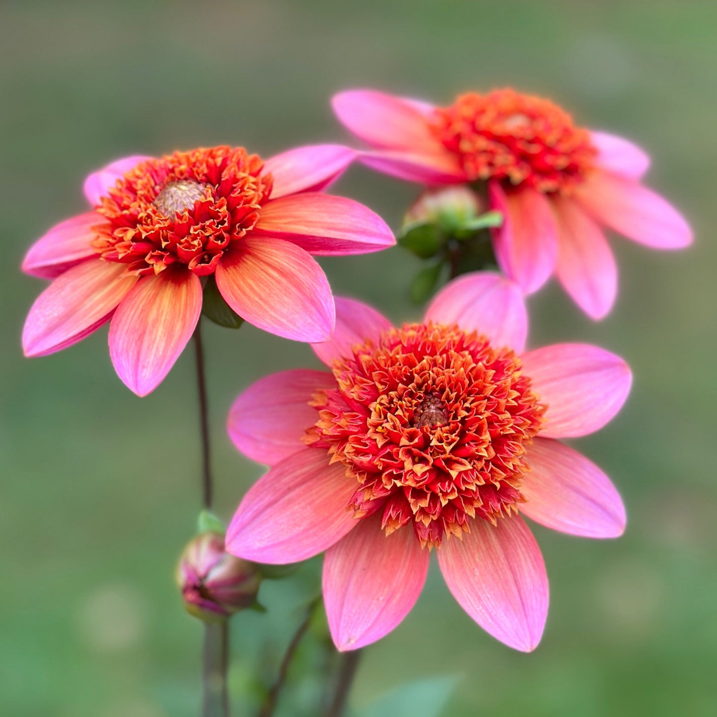 Three dahlia blooms that are orange and pink on a green background