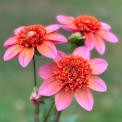 Three dahlia blooms that are orange and pink on a green background