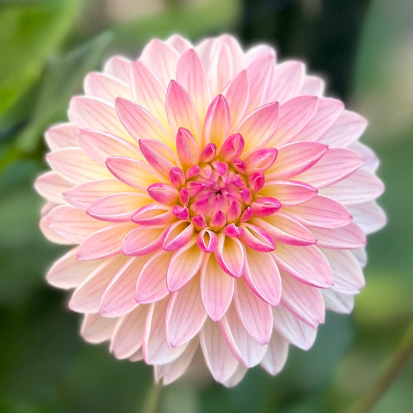 Close-up image of a pink and light blend colored novelty dahlia flower.