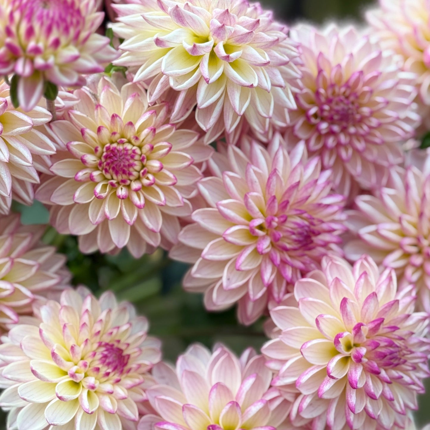 Close-up of pink and white flowers with a blurred green background
