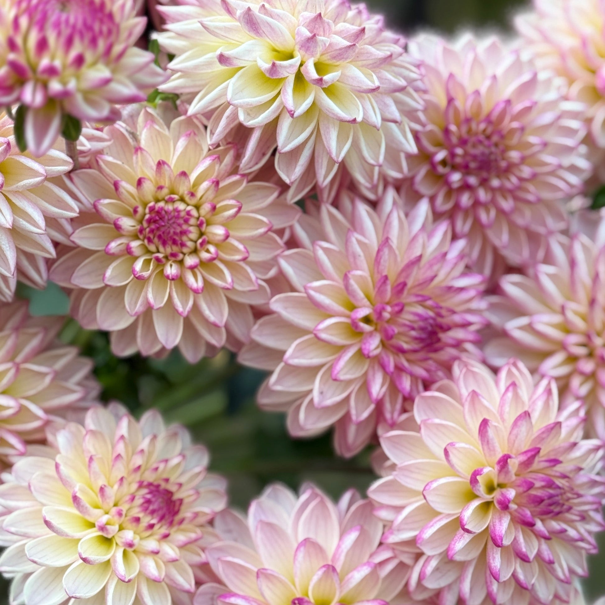 Close-up of pink and white flowers with a blurred green background