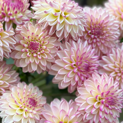 Close-up of pink and white flowers with a blurred green background