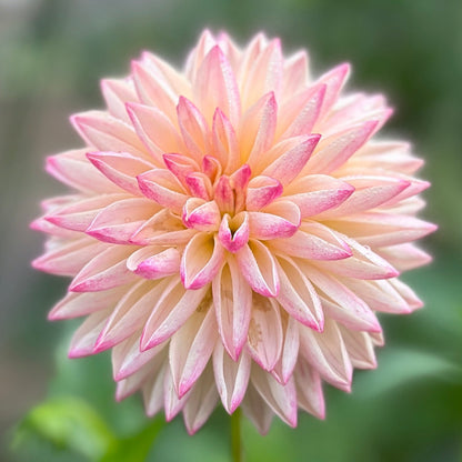 Pink flower on blurred background