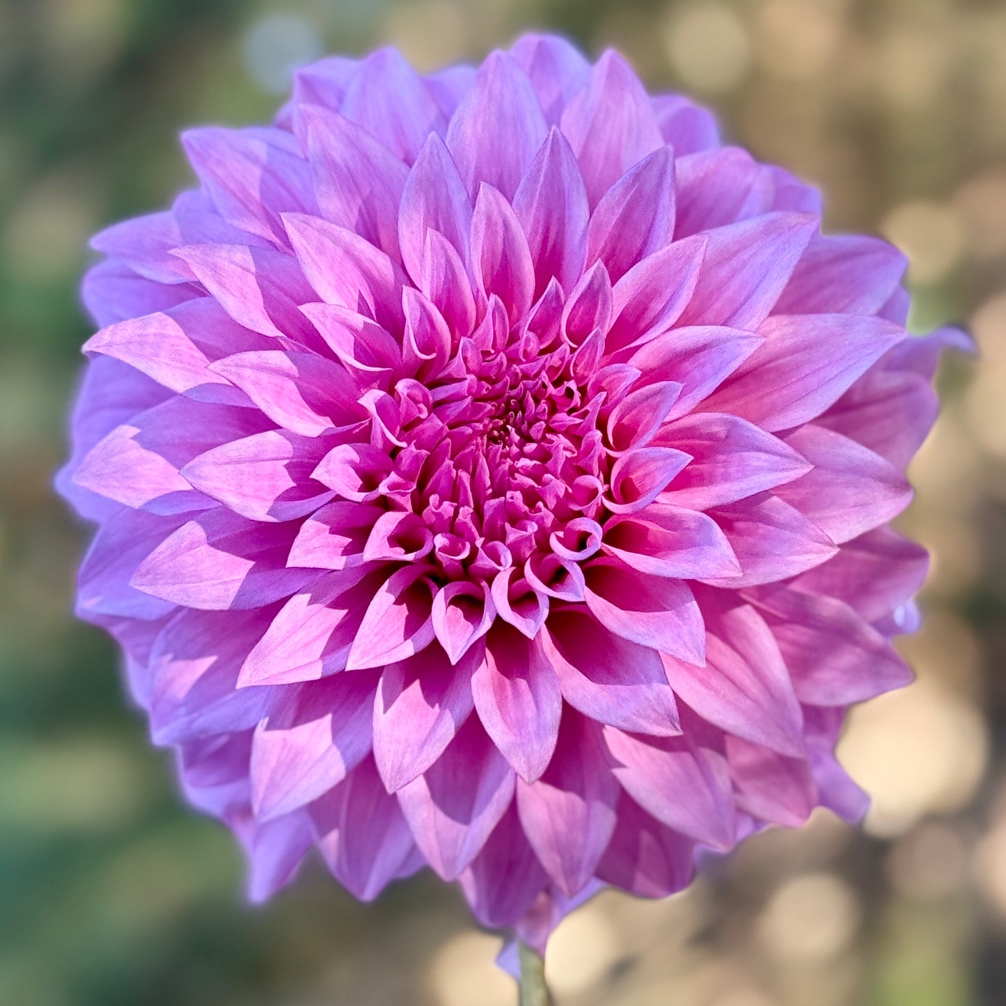 Close-up of a vibrant pink flower with a blurred natural background