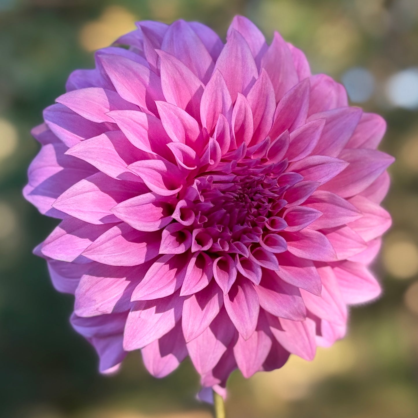 Close-up of a pink flower with a blurred green background
