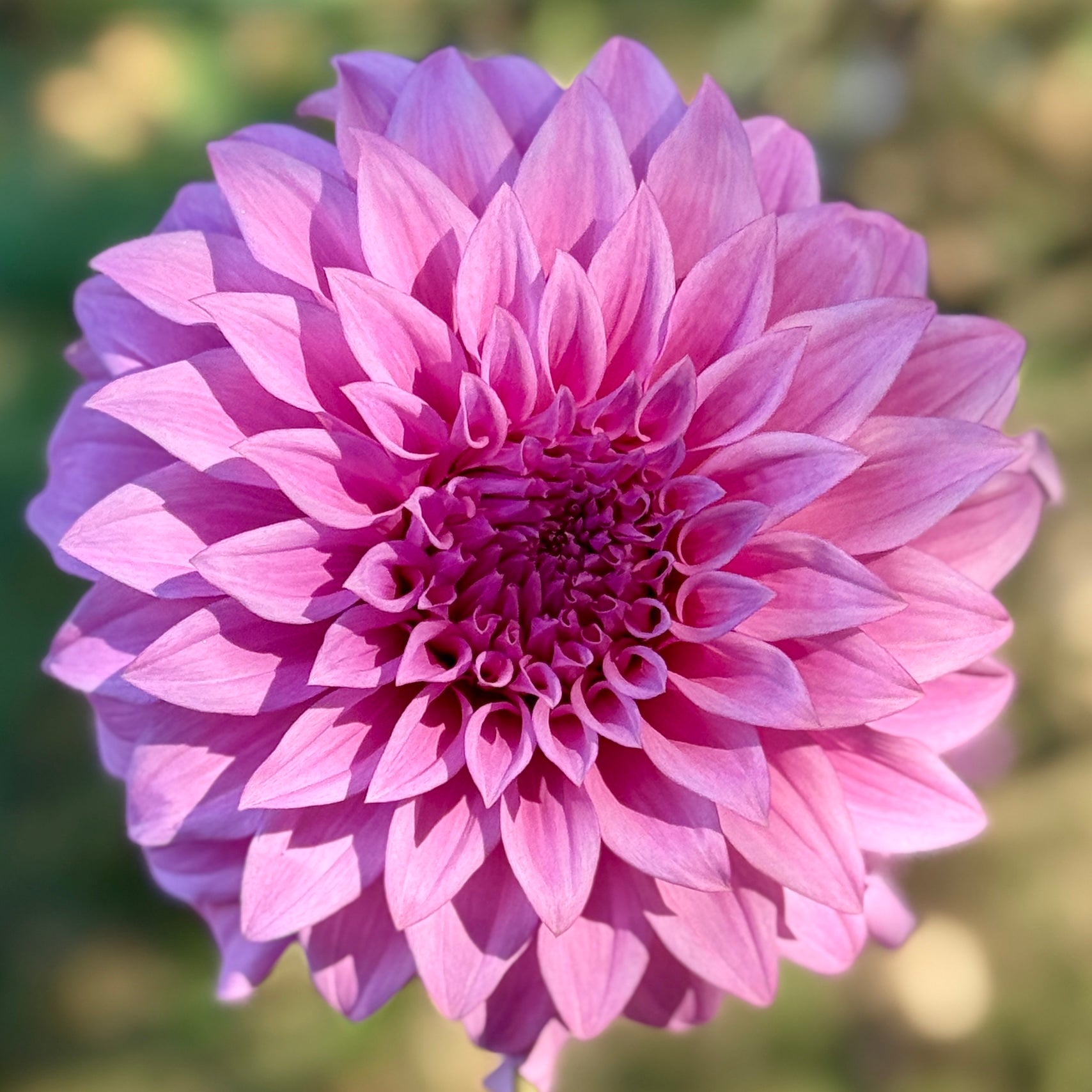 Close-up of a pink flower with a blurred green background