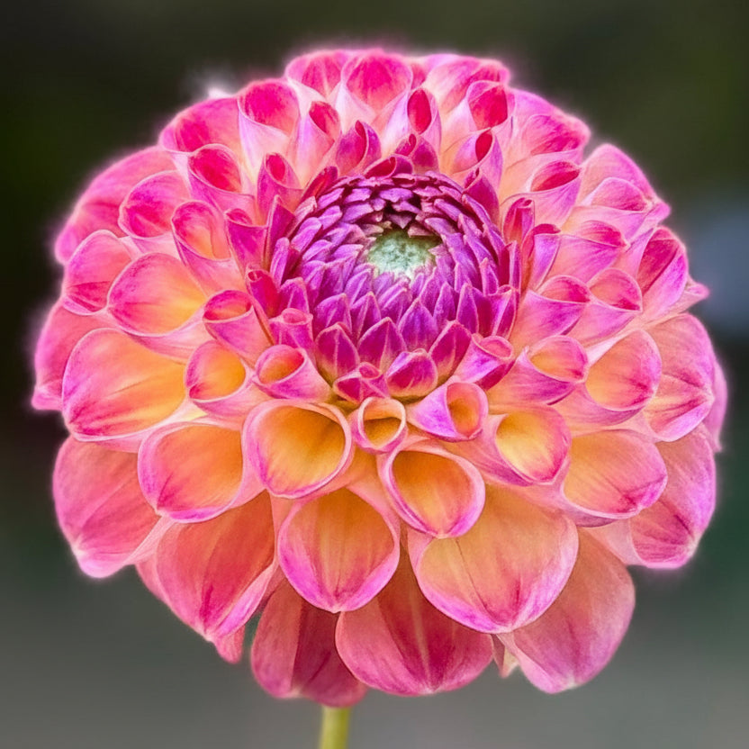 Pink flower with a blurred green background