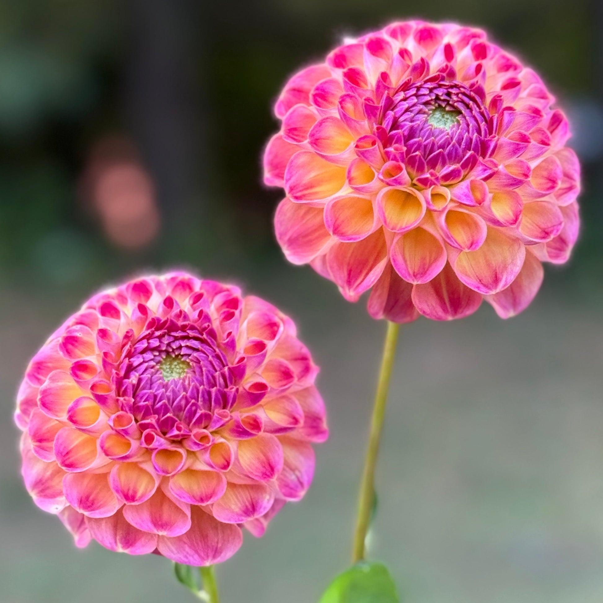 Two pink and yellow flowers with a blurred green background