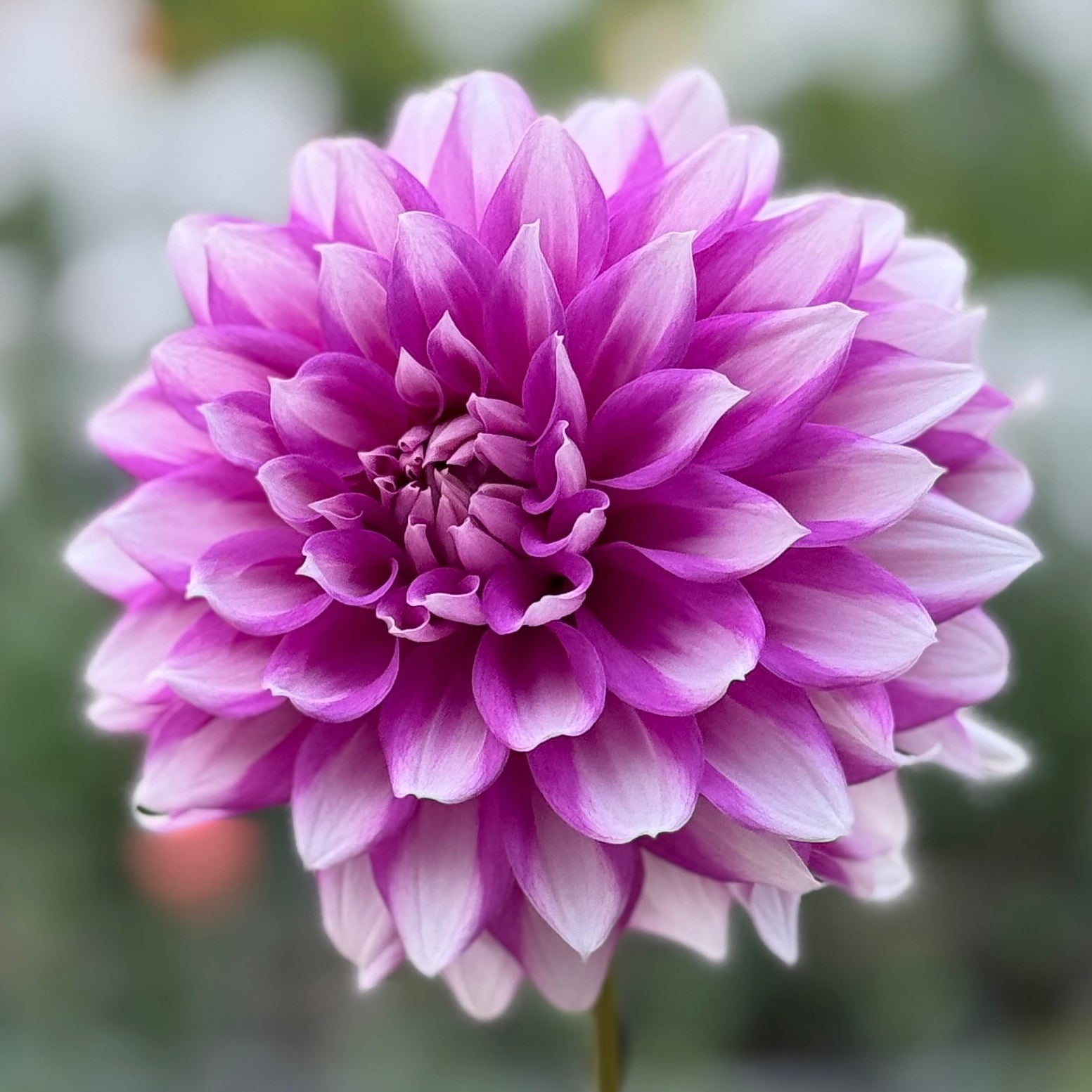 Close-up of a vibrant purple flower with a blurred green background