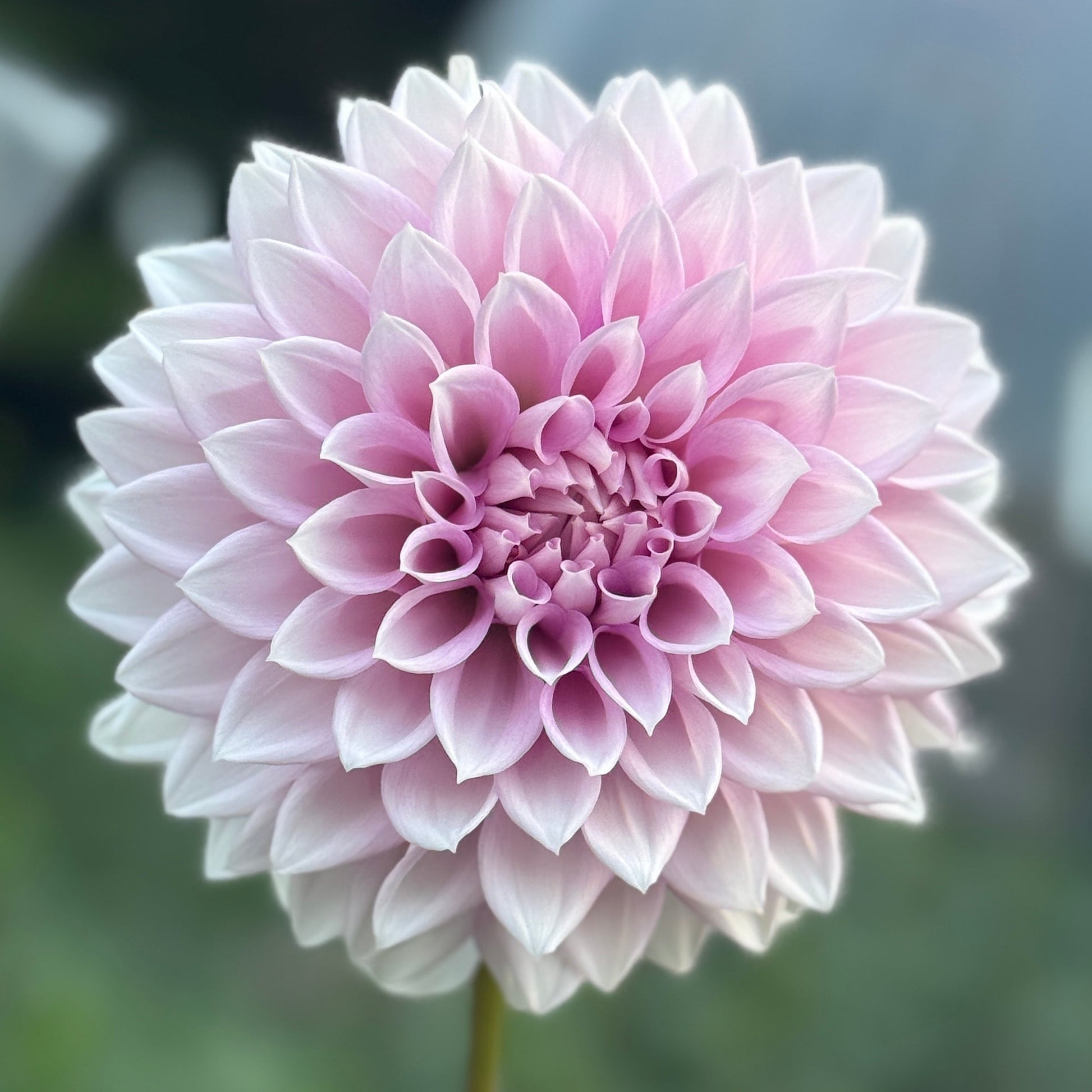 Pink flower with a blurred green background