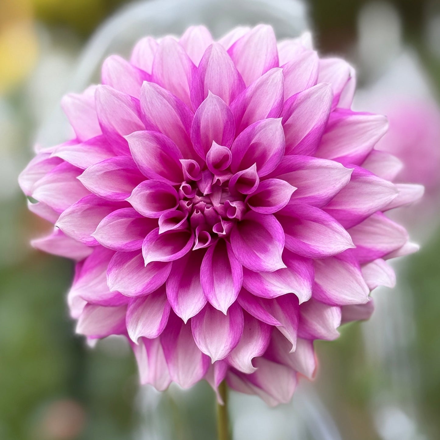 Close-up of a pink flower with a blurred green background