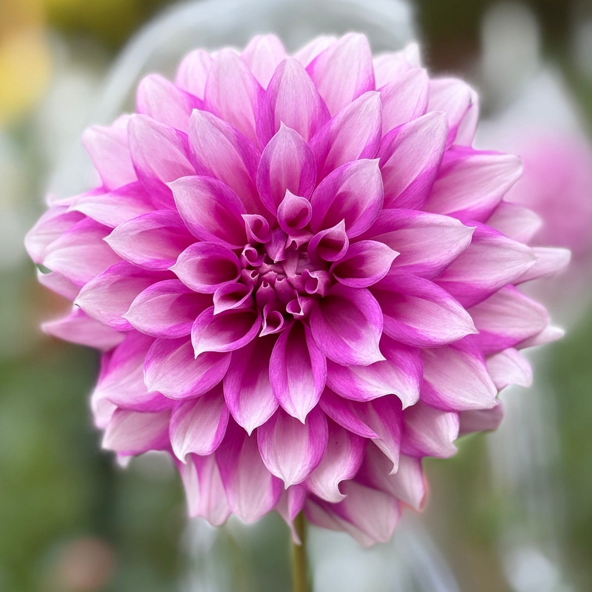 Close-up of a pink flower with a blurred green background