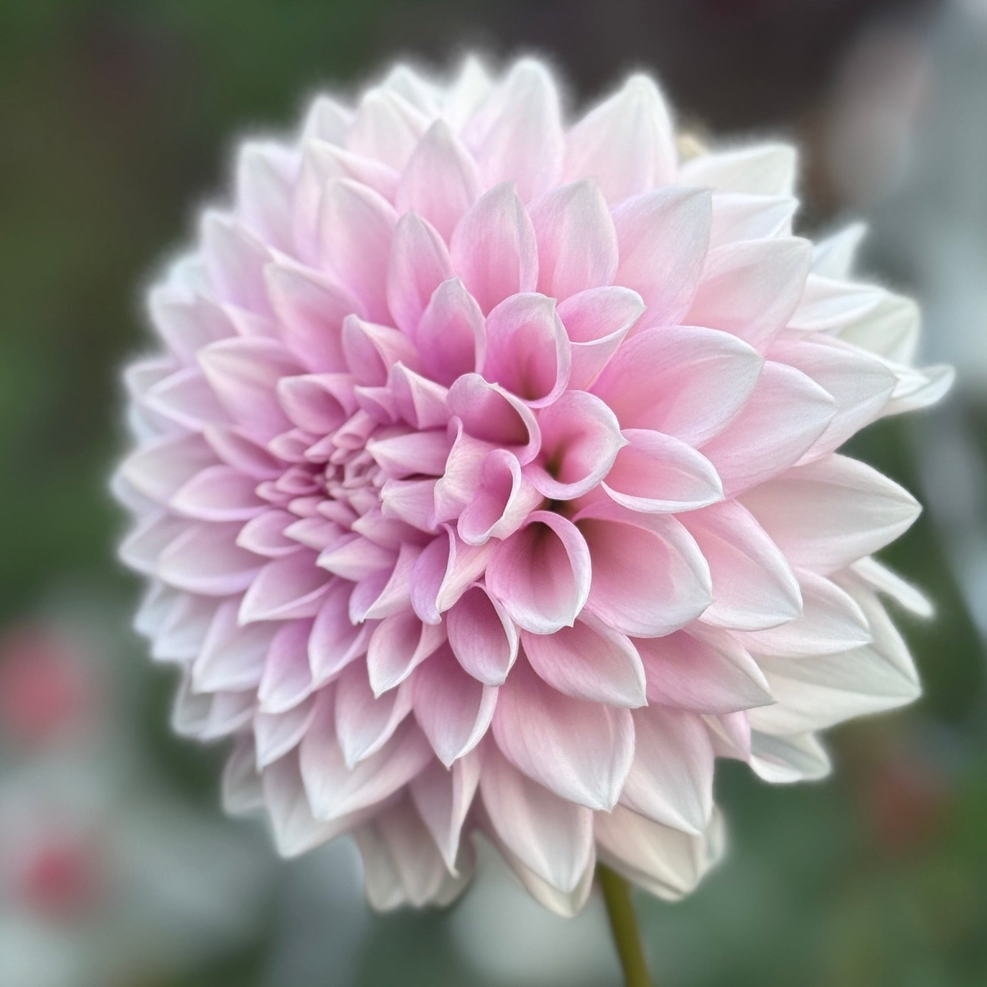 Close-up of a pink flower with a blurred green background