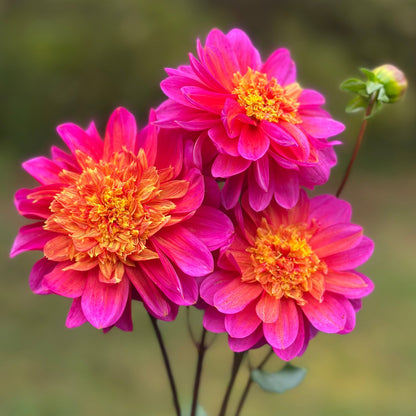 A cluster of dark blend anemone flowers with pink petals and orange centers. wannabee dahlia tuber