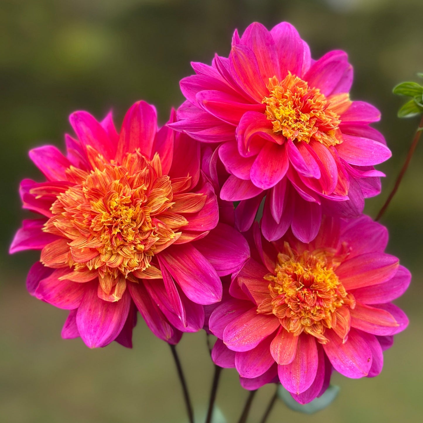 Three magenta flowers with fluffy golden yellow centers. wannabee dahlia tuber