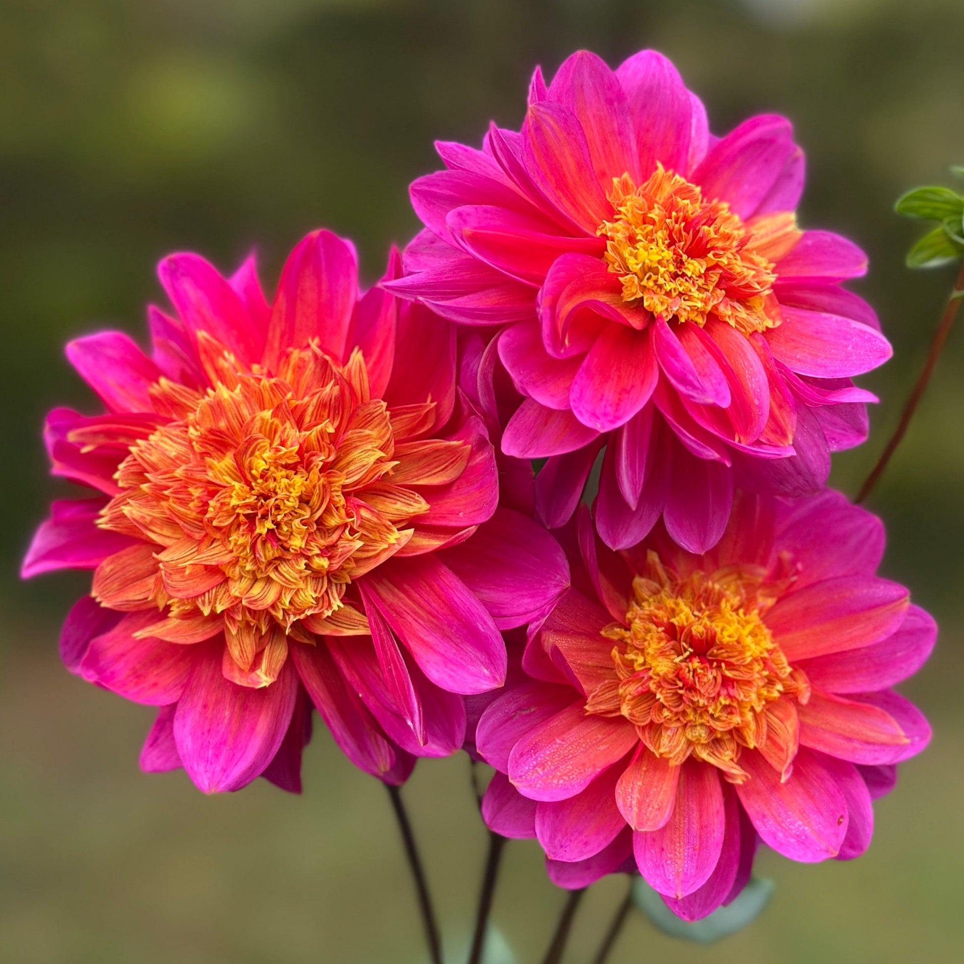 Three magenta flowers with fluffy golden yellow centers. wannabee dahlia tuber