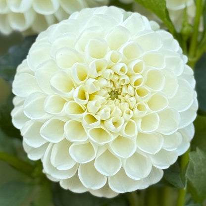 Bouquet of white dahlias held by a hand with a blurred green background
