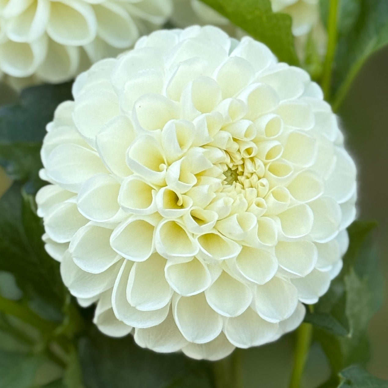 Bouquet of white flowers held by a hand with a blurred green background