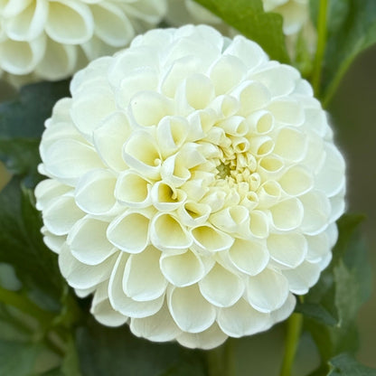 Bouquet of white flowers held by a hand with a blurred green background