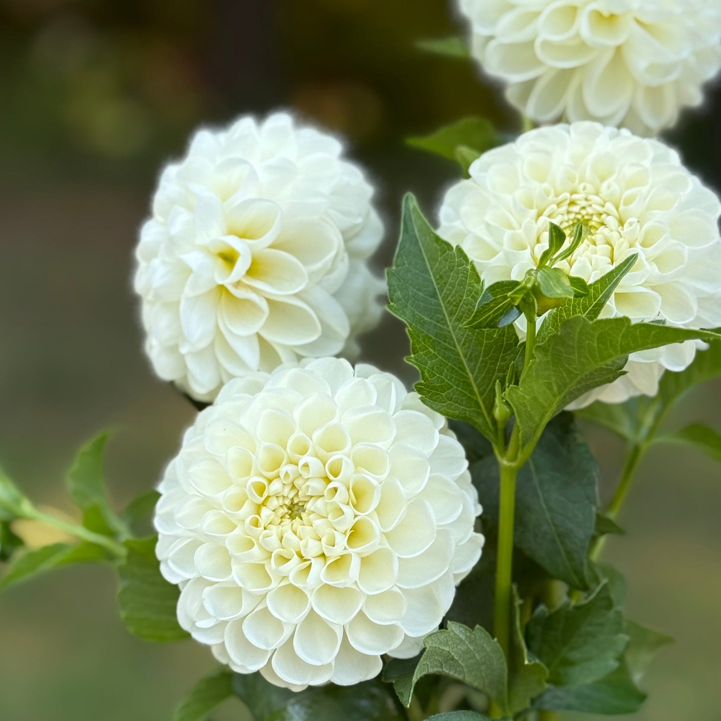 White flowers with green leaves against a blurred natural background
