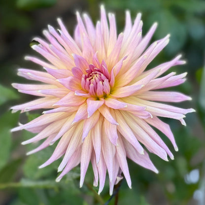 Pink flower with green leaves in the background