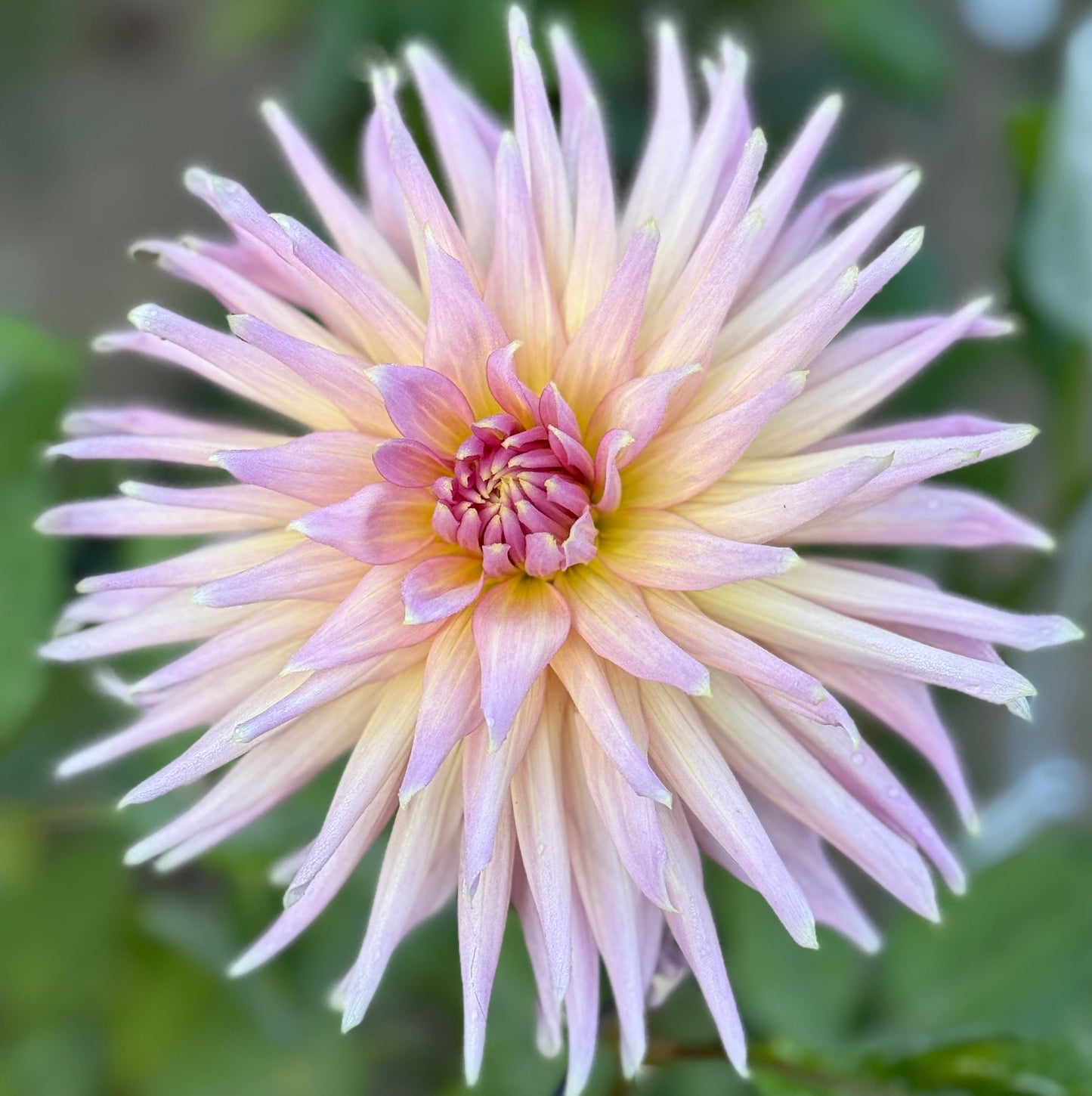 Close-up of a light pink dahlia flower with green leaves in the background