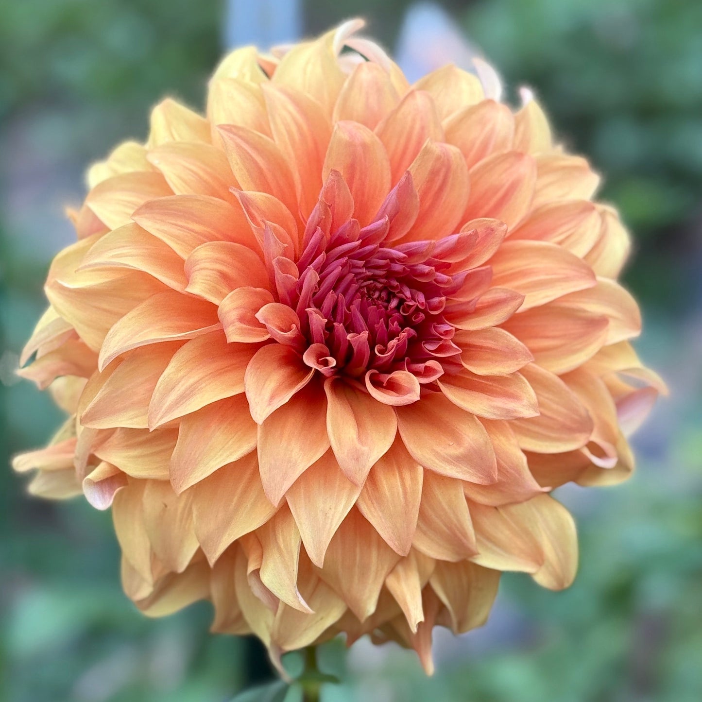 Large peach-colored flower with a blurred green background