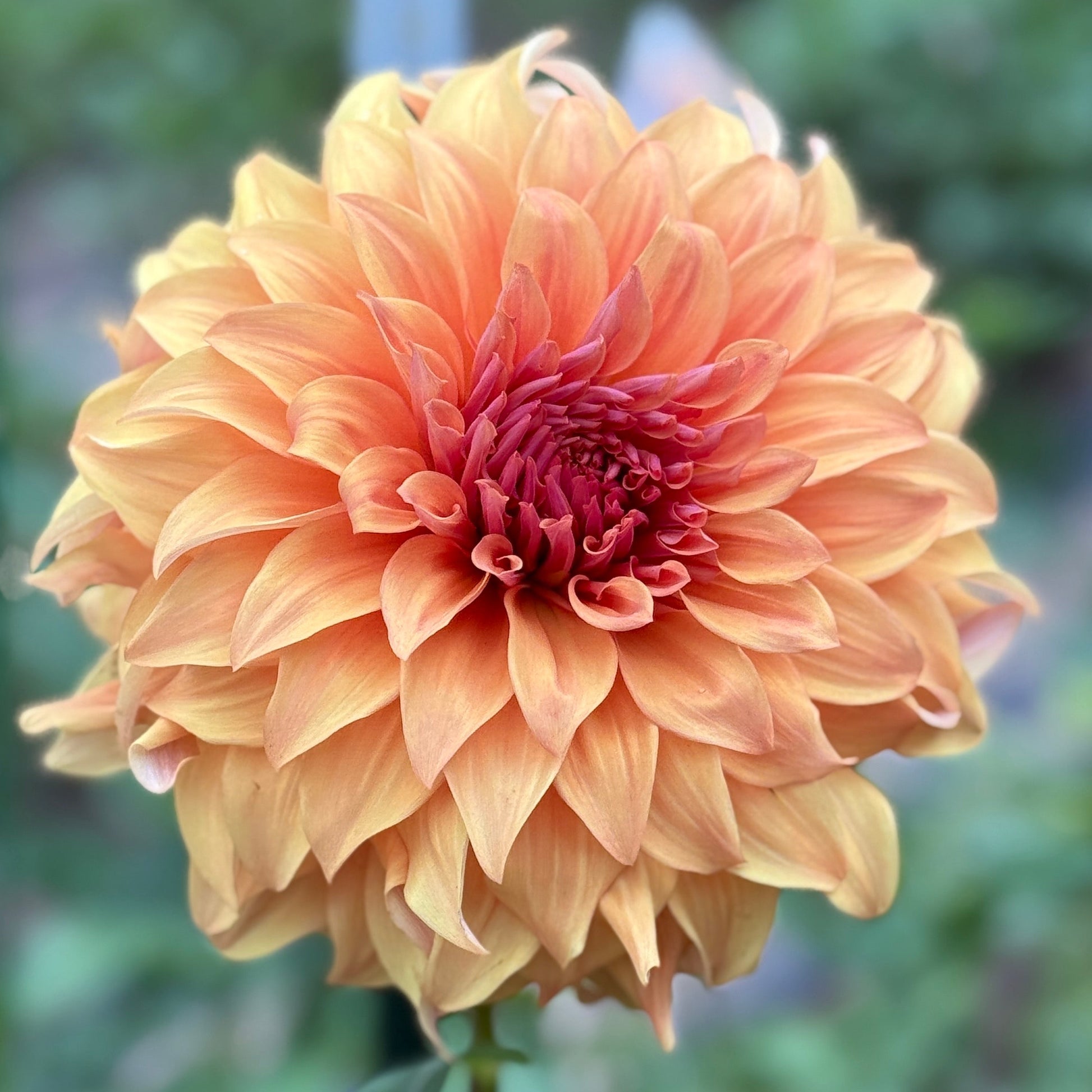 Large peach-colored flower with a blurred green background