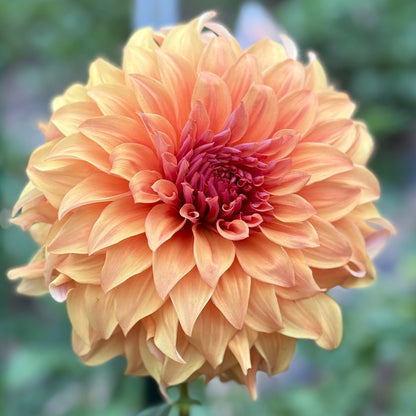 Large peach-colored flower with a blurred green background