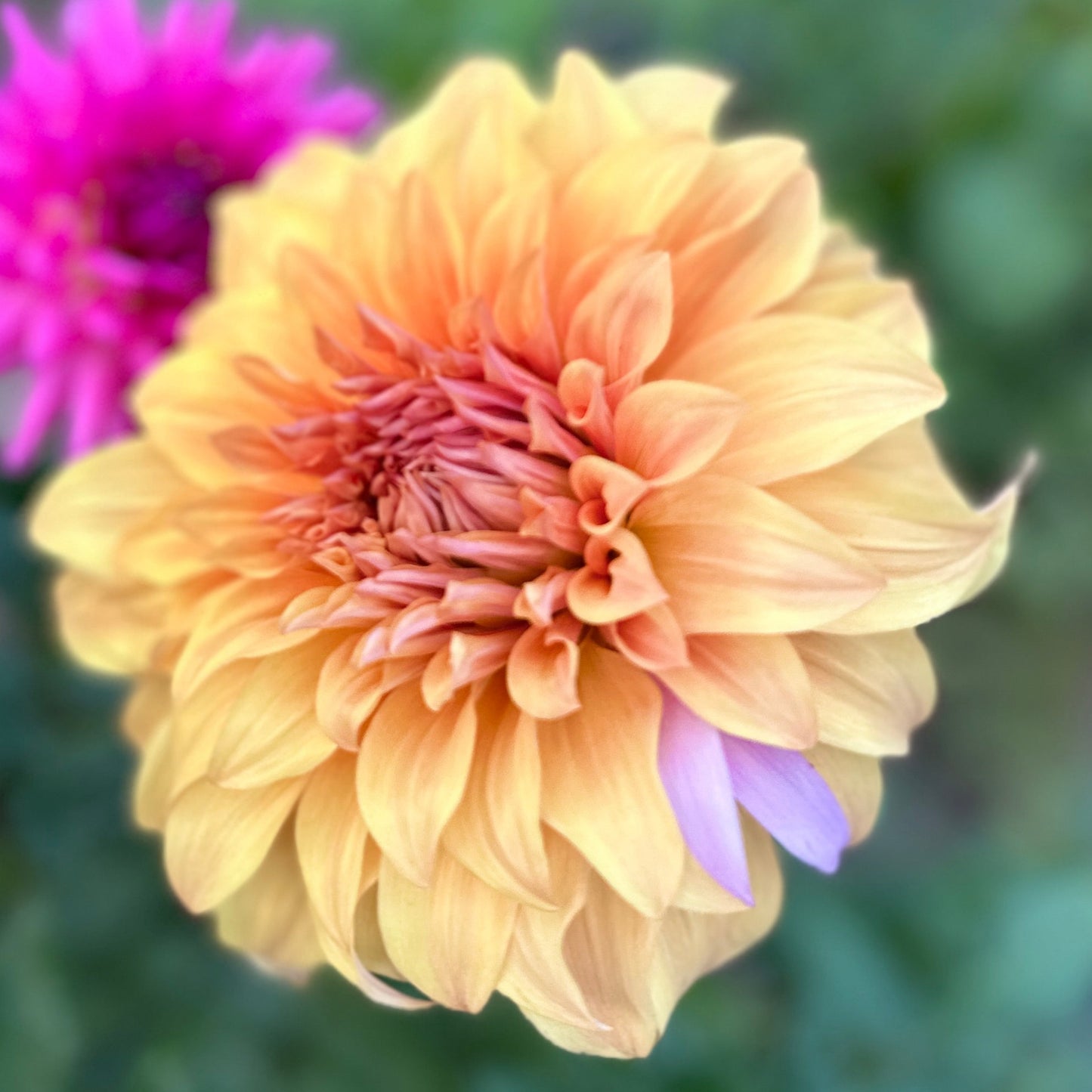 Wyns Moonlight Sonata dahlia