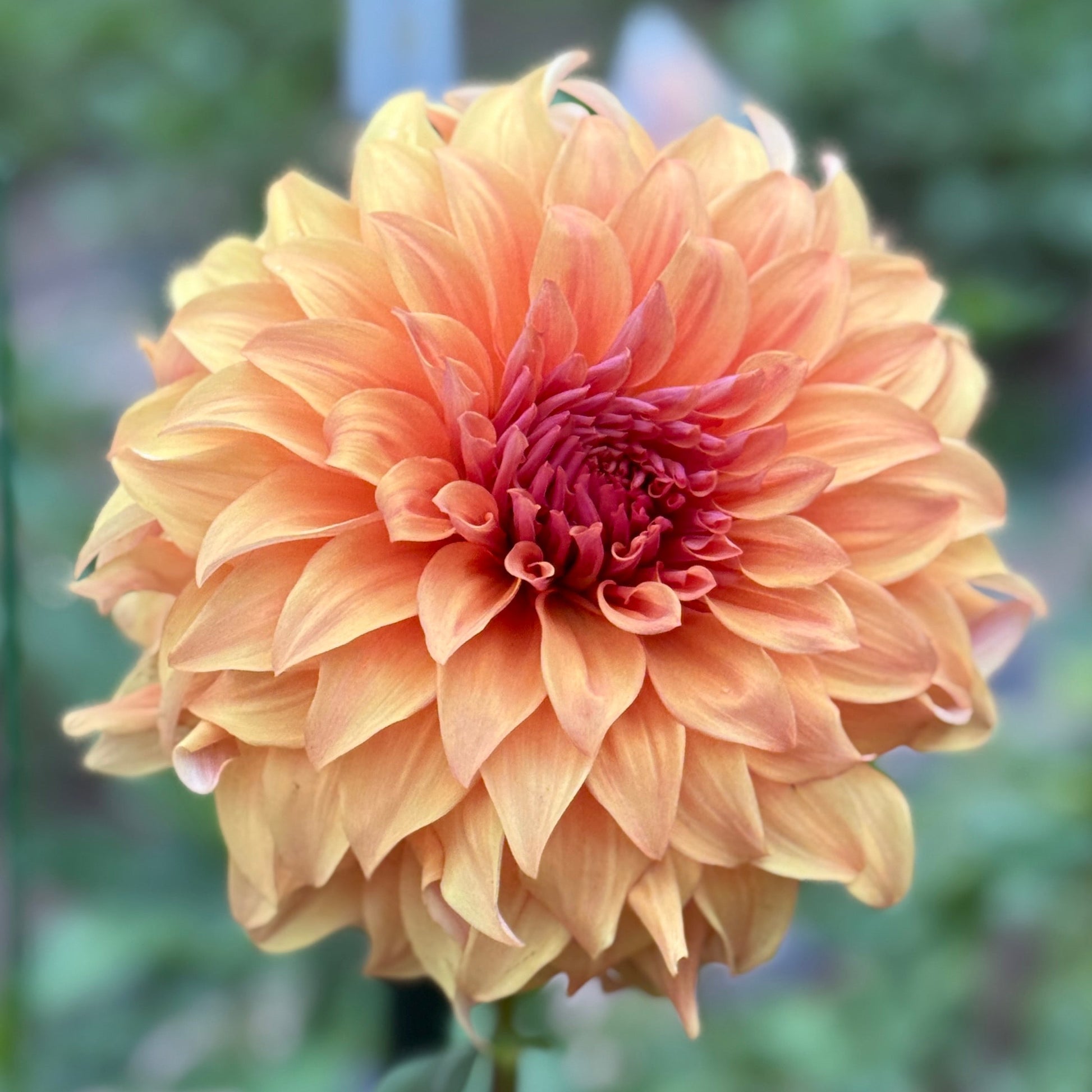 Large peach-colored dahlia flower with a blurred green background