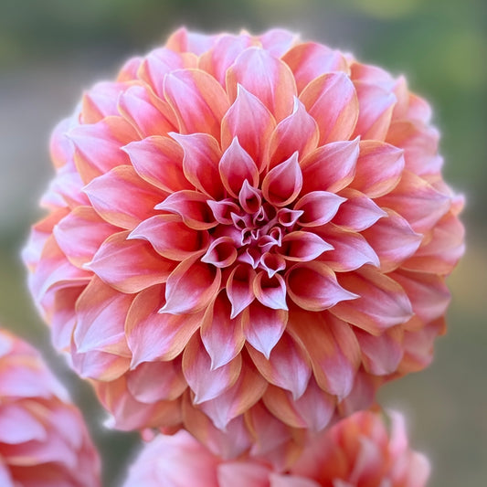 Close-up of a peach flower with a blurred green background. Peaches N Cream Dahlia tuber